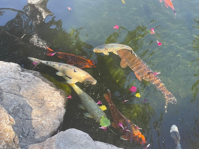 Pesci del laghetto del Furnas